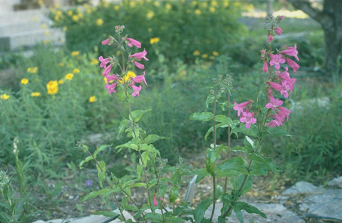 Hill Country Penstemon