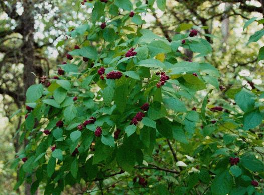 Purple Beautyberry