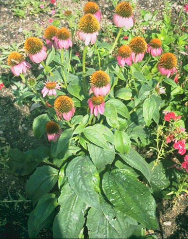 Purple Coneflower