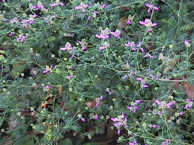 Bldalea.jpg (90407 bytes)