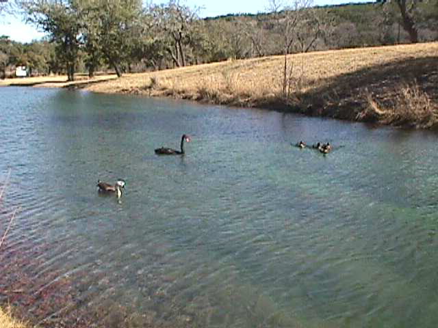 Lake with Ducks, Goose, Swan