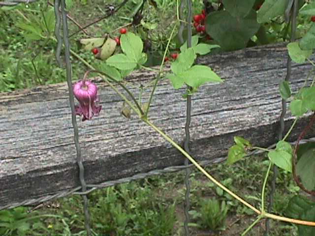 Natives Of Texas Purple Leatherflower