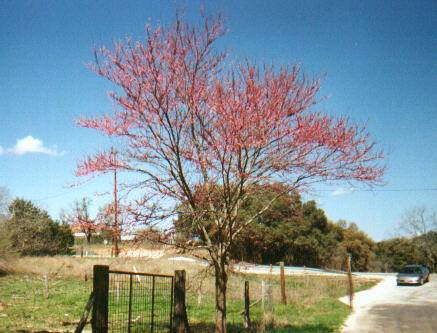 Redbud.jpg (38082 bytes)