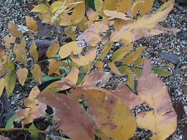 Soapbry.jpg (66951 bytes)