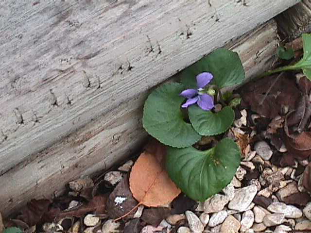 Violet.jpg (60901 bytes)