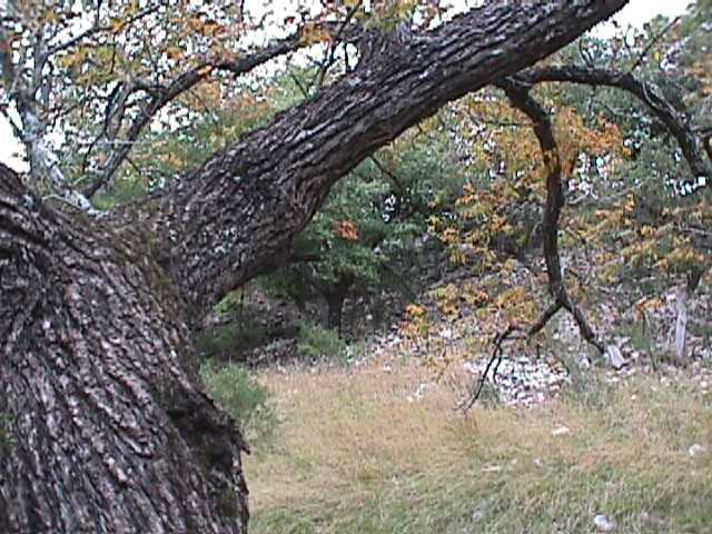 Walnut.jpg (87056 bytes)