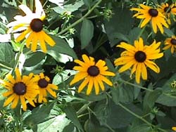 Black Eyed Susan