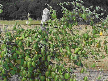 Mustang grapes on sale