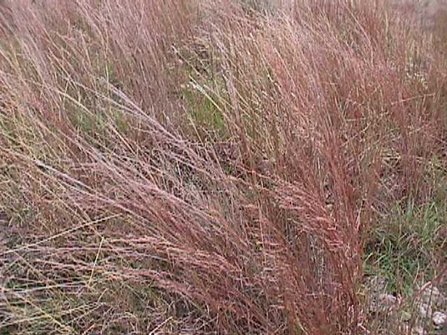 little bluestem.jpg (59015 bytes)